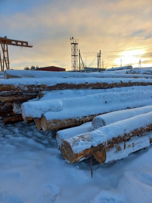 С начала года из Коми экспортировано более 120 тысяч кубометров древесины в разные страны